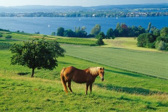 Mannenbach-Salenstein, Pferd, Uferlandschaft, Reichenau