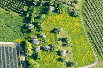 Markdorf 0736-2013, Luftaufnahme Felder und Obstbäume im Frühj