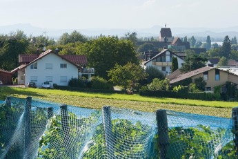 Reichenau 0322-2010, Blick vom Ortsrand auf Mittelzell