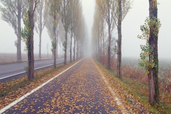 Reichenau, Dammstrasse im Herbstnebel