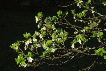 Sipplingen, Pflaumenblüte