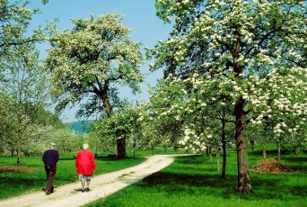 Sipplingen, Spaziergänger vor Obstblüte