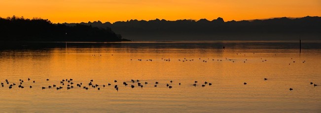 Hagnau 1006-2015 PANO, Wasservögel und Ufer mit Alpen mit Morge