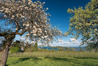 Litzelstetten 0032-2016, Obstblüte und Blick zur Insel Mainau