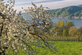 Ludwigshafen 0290-2016, Obstblüte und Bodanrück im Morgenlicht
