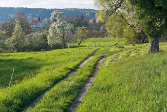 Öhningen 0063-2016, Friedhofskapelle und Weg durch Obstblüte