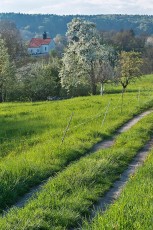 Öhningen 0064-2016, Friedhofskapelle und Weg durch Obstblüte