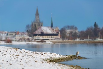 Kreuzlingen 0098-2017, Reiher am verschneiten Ufer und Muenster