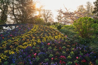 Mainau 1709-2017, Blumenbeet beim Rosengarten