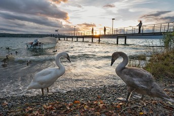 Überlingen 2476-2017, Wasservögel vor Steg in Nußdorf