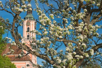 Birnau 0380-2018, Frühlingsblüte an der Barockkirche