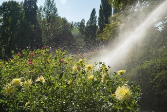 Mainau 1769-2018, Bewässerung der Dahlienblüte