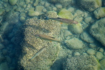 Nonnenhorn 0362-2018, Fische im Flachwasser