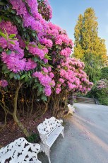 Mainau 1837-2019, Baenke und Rhododendronbluete am Hafen