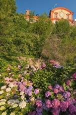 Mainau 1873-2019, Comturey-Dachgarten mit Hortensien