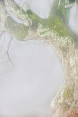 Sipplingen 1122-2019, Burkharts-Linde beim Haldenhof im Nebel