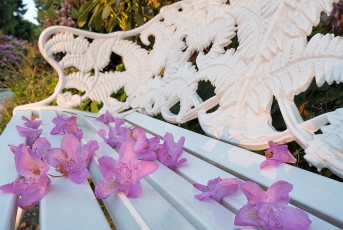 Mainau 1831-2019, Rhododendronblueten auf Bank