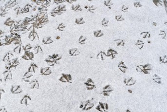 Seefelden 0076-2019, Wasservogelspuren im Schnee