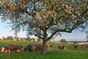 Überlingen 3010-2019, Kühe auf Streuobstwiese bei Nussdorf und