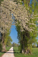 Gundholzen 0040-2020, Obstblüte am Uferweg nach Horn