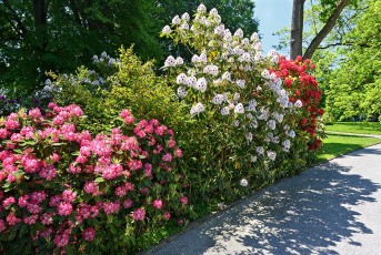 Mainau 1994-2020, Rhododendronblüte am Ostufer