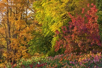 Mainau 2081-2020, Herbstfarben im Dahliengarten