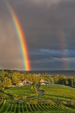 Hagnau 1472-2021, Regenbogen über dem Weingut Aufricht