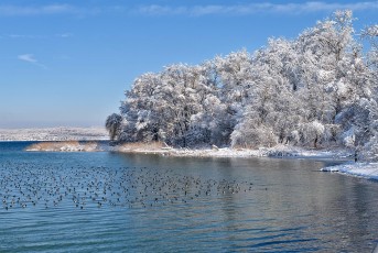 Mainau 2140-2021, Wasservögel vor Mainau im Winter