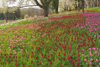 Mainau 0585-2012, Tulpen- und Kirschblüte an der Frühlingsstra