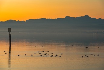 Hagnau 1007-2015, Wasservögel und Alpensilhouette im Morgengrau