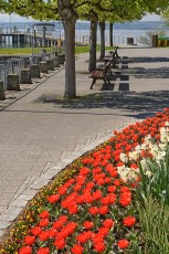 Hagnau 1522-2022, Tulpenblüte am Westhafen