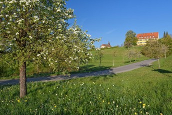 Langenrain 0054-2022, Obstblüte vor Kirche St. Josef und Schlos