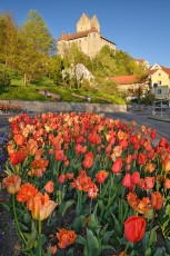 Meersburg 2038-2022, Tulpenblüte Unterstadt und Burg