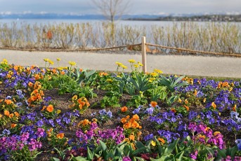 Überlingen 4604-2022, Frühlingsblumen im neuen Uferpark West
