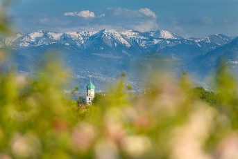 Wasserburg 0600-2022, Apfelblüte vor Ortskirche und Alpen