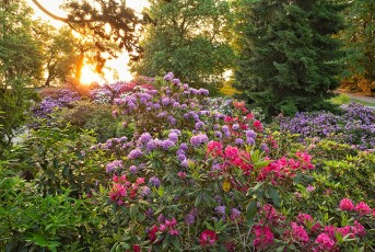 Mainau 2223-2023, Rhododendronhang in der Morgensonne