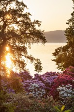 Mainau 2231-2023 HDR-C, Rhododendronhang in der Morgensonne
